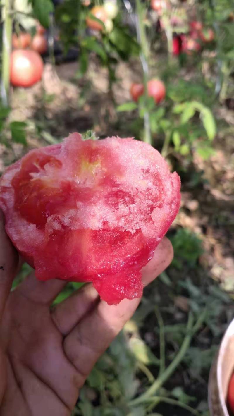 山东聊城西红柿颜色果形好，一手货源，大量上市