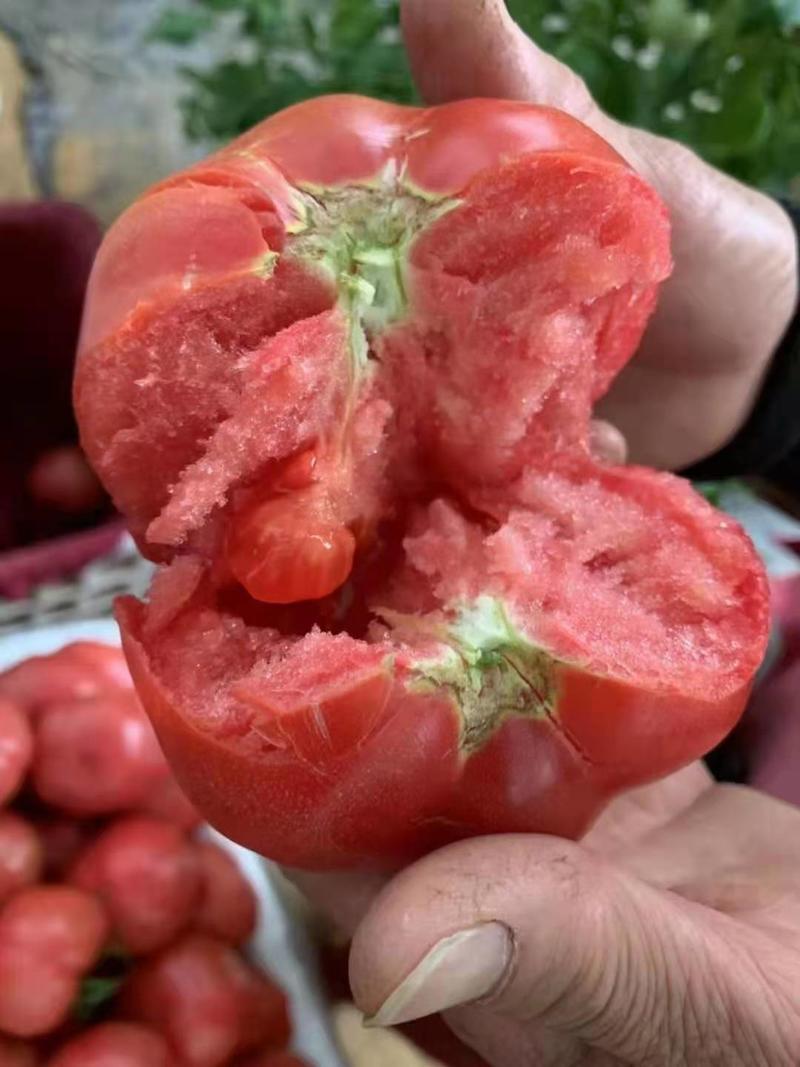 山东聊城西红柿颜色果形好，一手货源，大量上市