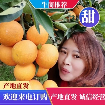 大石门柑桔蜜橘皮薄汁多口感好商超品质24小时在线