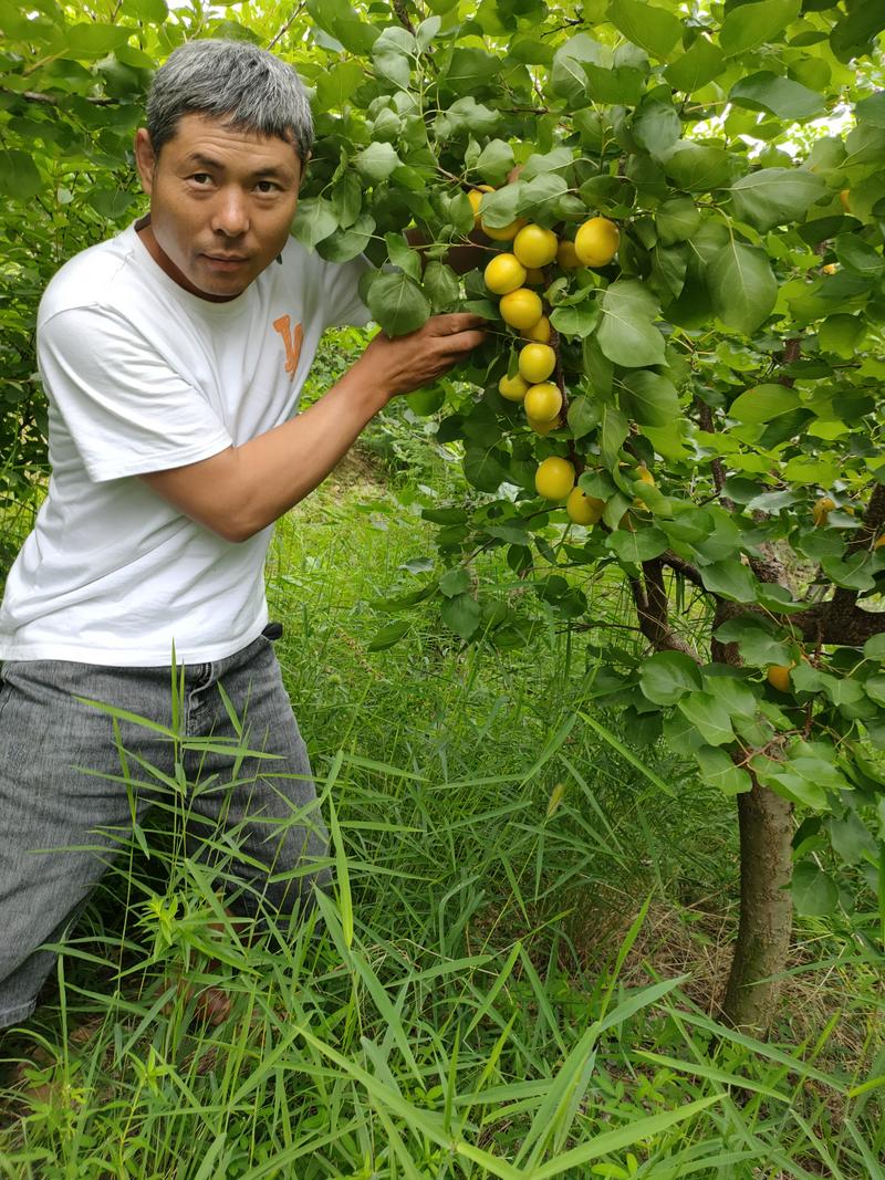 【荐】山东荷兰香蜜杏树苗自家种植成活高易管理提供技术指导