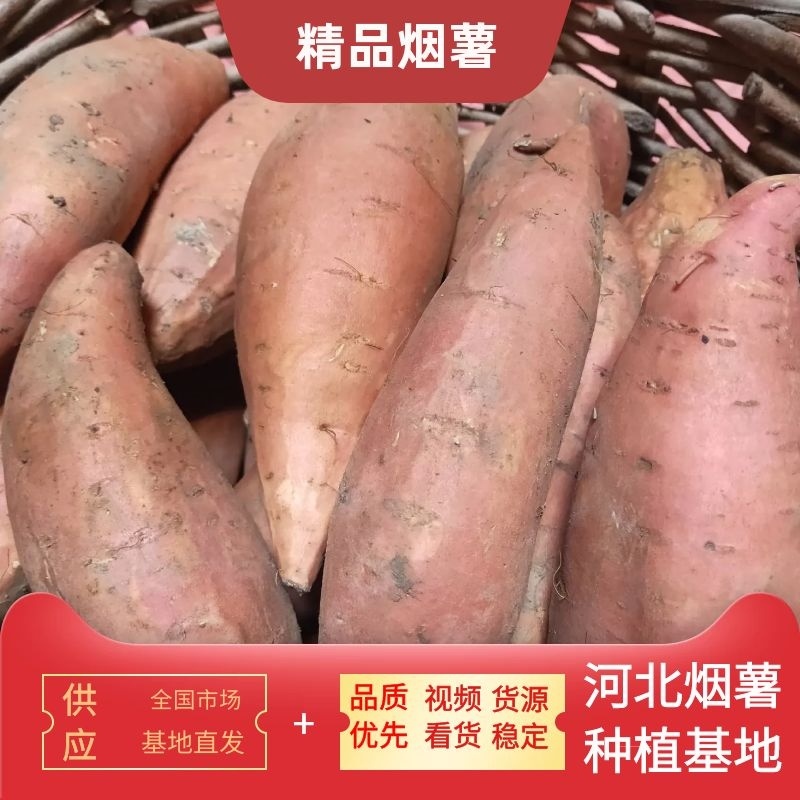 烟薯25号蜜薯河北产地直供软甜爆甜可视频看货欢迎来电订购