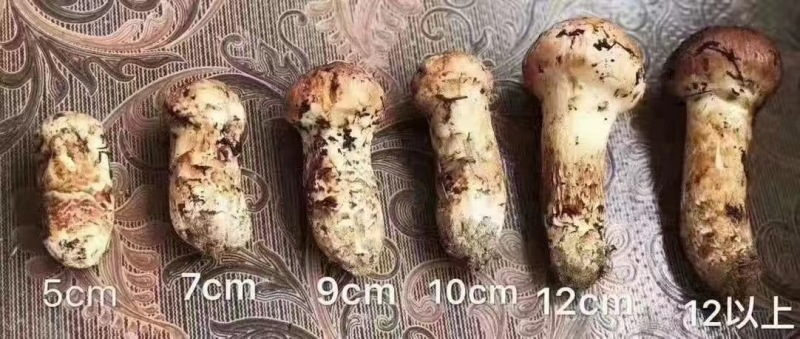 【现摘现发】新鲜野生松茸云南香格里拉特产顺丰空运