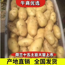 荷兰十五土豆山东土豆大量批发袋装箱装全国发货