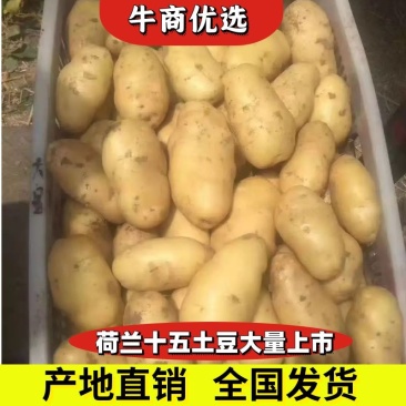 荷兰十五土豆山东土豆大量批发袋装箱装全国发货