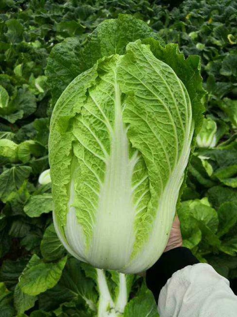 白菜湖北蔬菜基地优质黄心白菜产地直供可视频看货合作社种植
