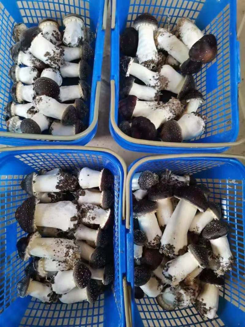 赤松茸菌种福建基地直供价格实惠有意者可电话联系