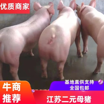 江苏热卖二元母猪技术指导全国包邮，包成活