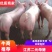 江苏热卖二元母猪技术指导全国包邮，包成活