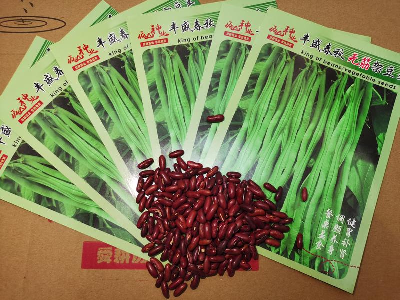 无筋豆红籽春秋可种条长生长整齐厂家直销质量保证