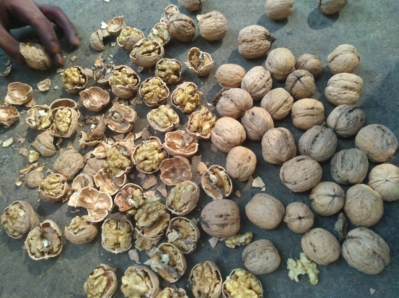 汾阳本地核桃，各种品种都有，礼品，晋龙，香玲，辽核，老核