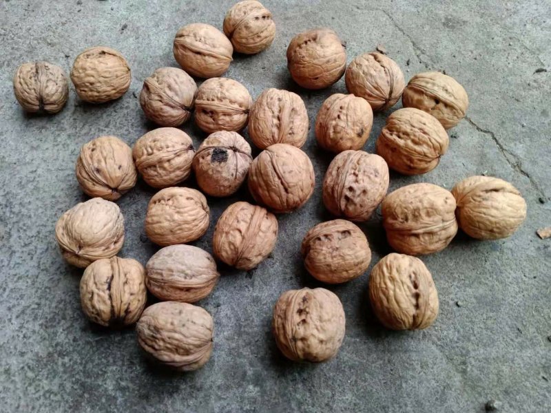 汾阳本地核桃，各种品种都有，礼品，晋龙，香玲，辽核，老核