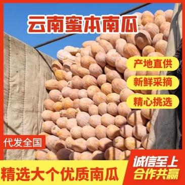 弥勒吊瓜蜜本南瓜4~5斤以上长条品质好，口感纯正