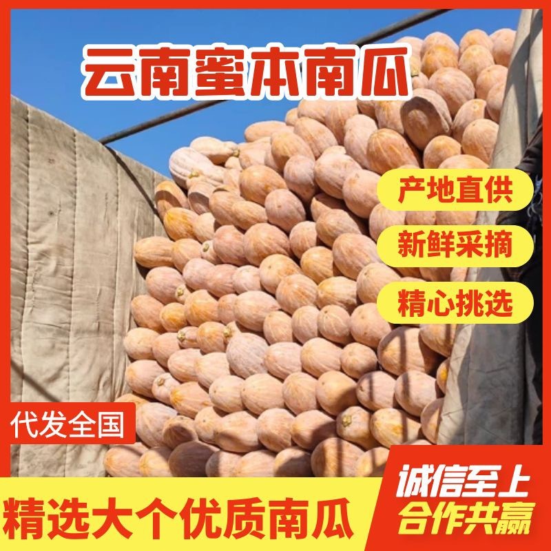 弥勒吊瓜蜜本南瓜4~5斤以上长条品质好，口感纯正