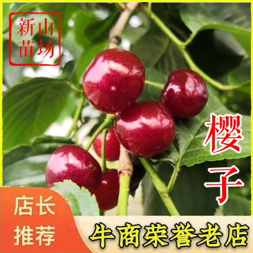 紫晶樱桃苗樱子紫晶樱桃苗小樱桃苗南方中国樱桃苗