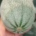 【精品】河北晓蜜产地直销大量供应可视频看货欢迎电话咨询！