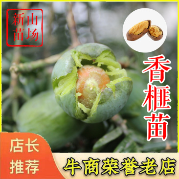 香榧苗芝麻榧树象牙榧珍珠榧木榧雄树嫁接香榧树苗