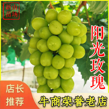 阳光玫瑰葡萄苗5bb3309日本晴王香印青提葡萄树苗