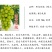 阳光玫瑰葡萄苗5bb3309日本晴王香印青提葡萄树苗