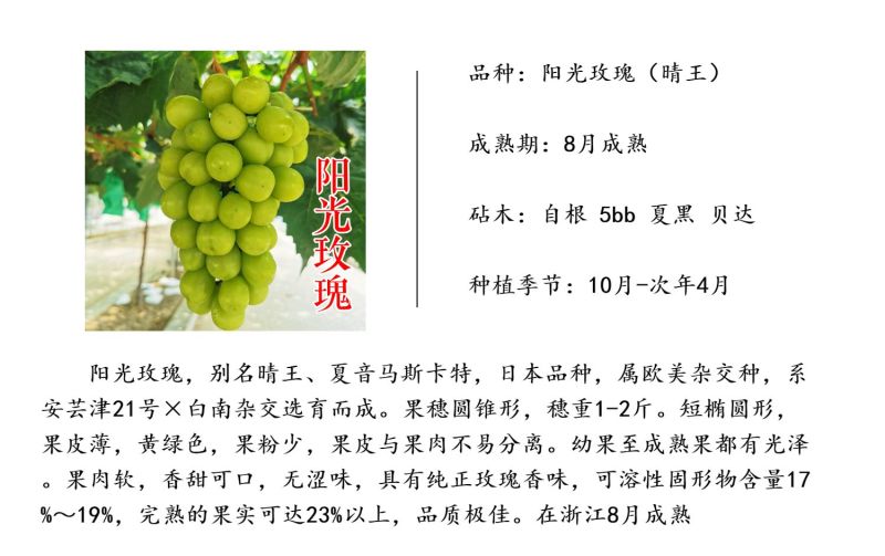 阳光玫瑰葡萄苗5bb3309日本晴王香印青提葡萄树苗