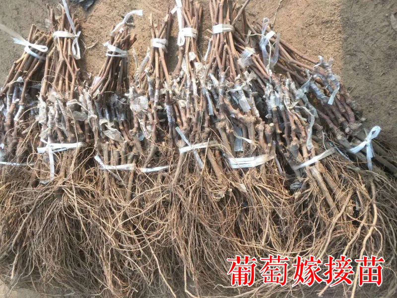 阳光玫瑰葡萄苗5bb3309日本晴王香印青提葡萄树苗