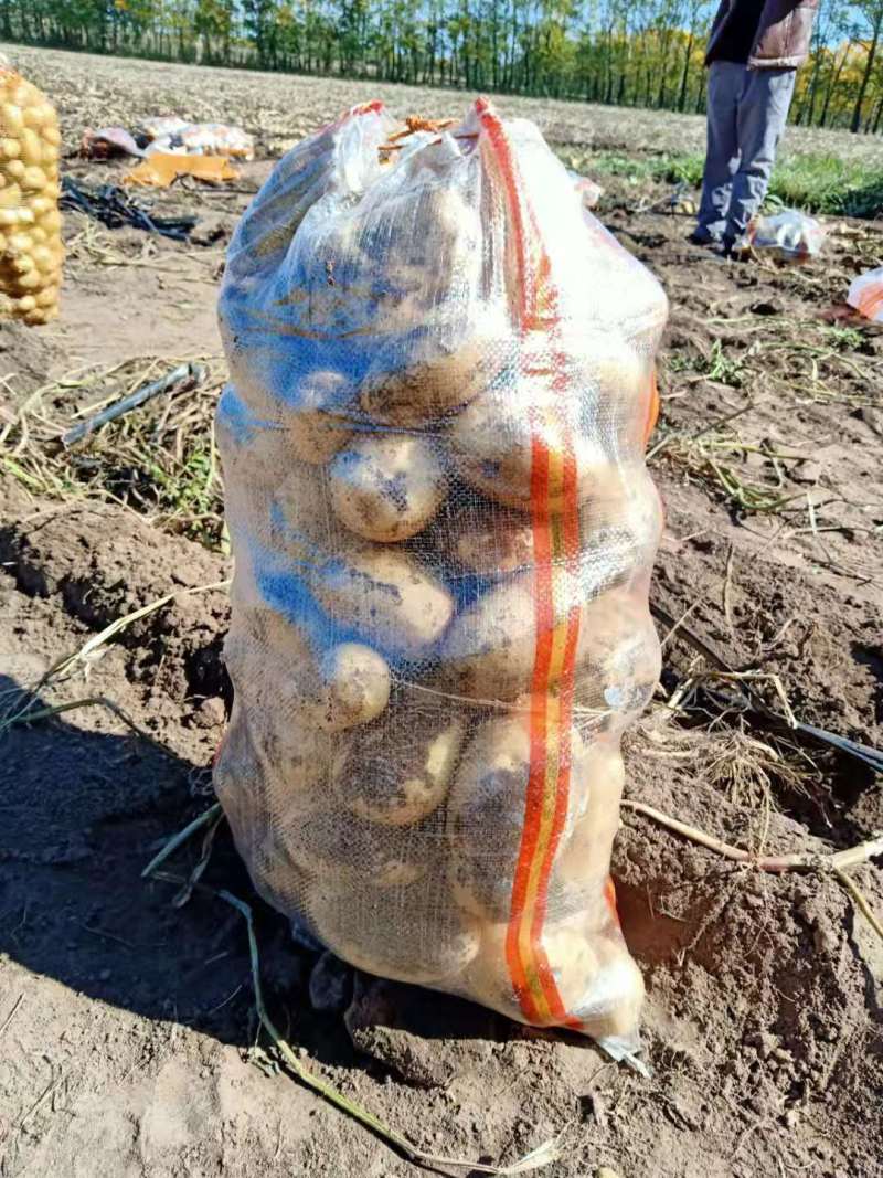 【优质】河北V7土豆商超品质货源充足量大从优欢迎电话联系