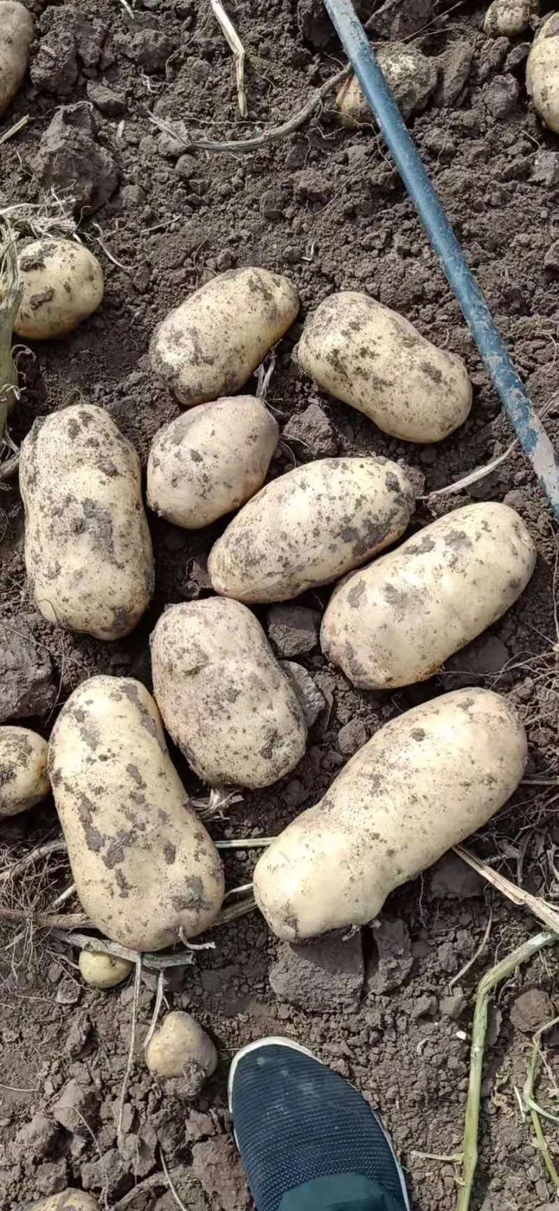 【优质】河北V7土豆商超品质货源充足量大从优欢迎电话联系