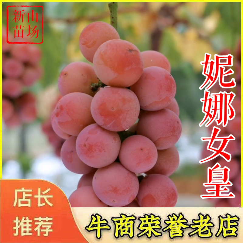 妮娜皇后葡萄苗日本妮娜女王公主女皇葡萄树苗新品种