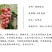 妮娜皇后葡萄苗日本妮娜女王公主女皇葡萄树苗新品种