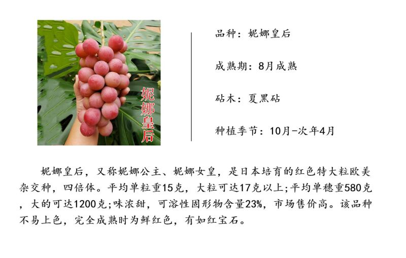 妮娜皇后葡萄苗日本妮娜女王公主女皇葡萄树苗新品种