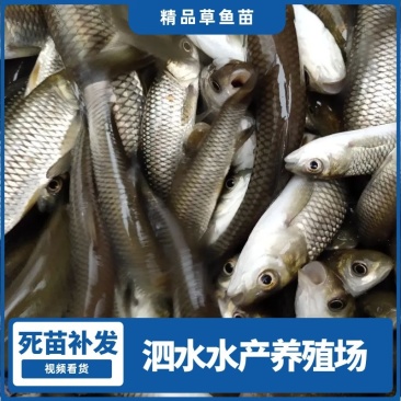 特级草鱼苗良种草鱼，鲜活发货基地直销成活率高追踪服务