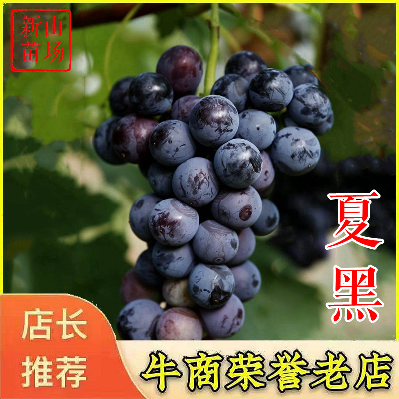 夏黑葡萄苗早夏无核沪太8号扦插嫁接葡萄苗新品种