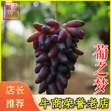 葡之梦葡萄苗女巫指美香指金手指扦插嫁接葡萄树苗