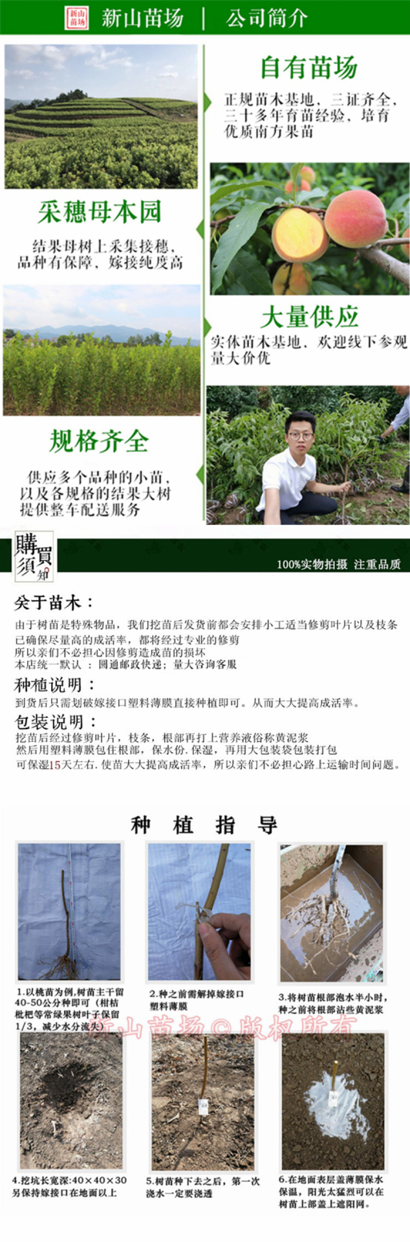 葡之梦葡萄苗女巫指美香指金手指扦插嫁接葡萄树苗