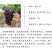 葡之梦葡萄苗女巫指美香指金手指扦插嫁接葡萄树苗
