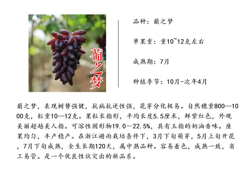 葡之梦葡萄苗女巫指美香指金手指扦插嫁接葡萄树苗