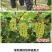 葡之梦葡萄苗女巫指美香指金手指扦插嫁接葡萄树苗