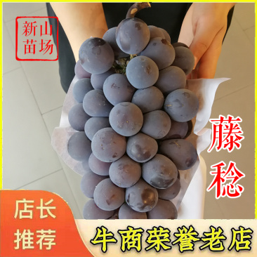 藤稔葡萄苗乒乓葡萄蜜光丛林玫瑰扦插嫁接葡萄树苗