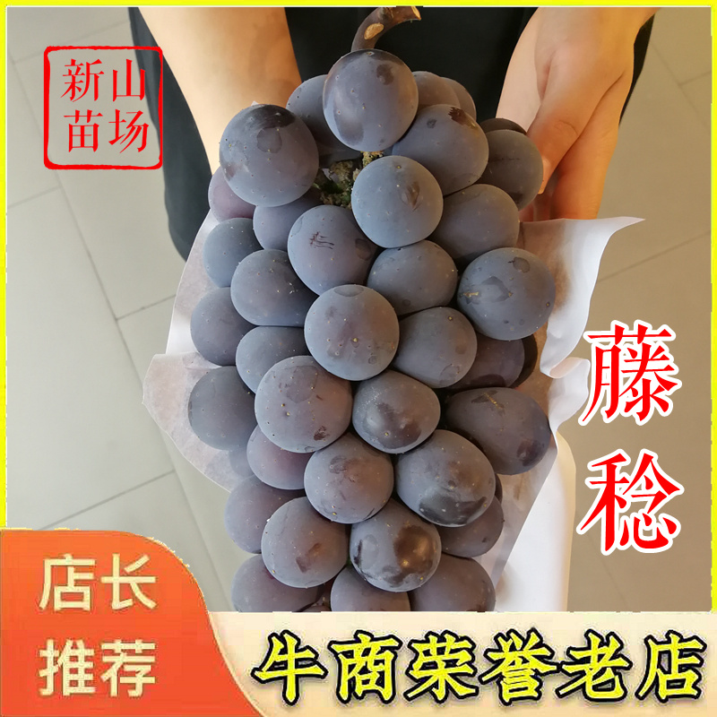 藤稔葡萄苗乒乓葡萄蜜光丛林玫瑰扦插嫁接葡萄树苗