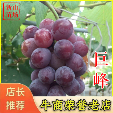 巨峰葡萄苗日本葡萄树苗品种早巨峰扦插嫁接葡萄树苗