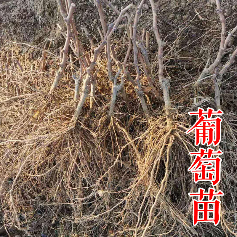 巨峰葡萄苗日本葡萄树苗品种早巨峰扦插嫁接葡萄树苗