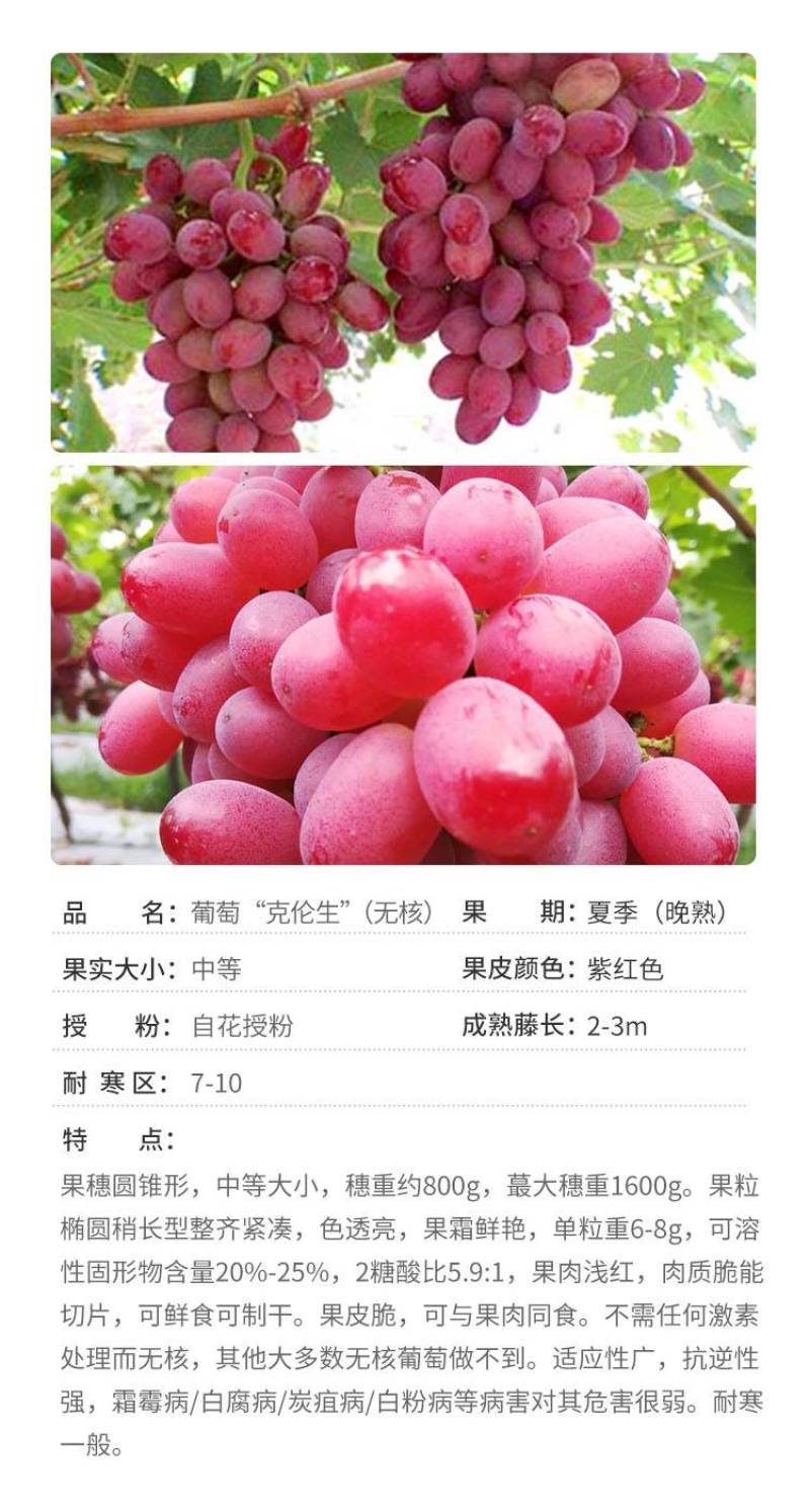 克伦生葡萄苗茉莉香克瑞森克伦森扦插嫁接葡萄树苗