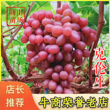 克伦生葡萄苗茉莉香克瑞森克伦森扦插嫁接葡萄树苗