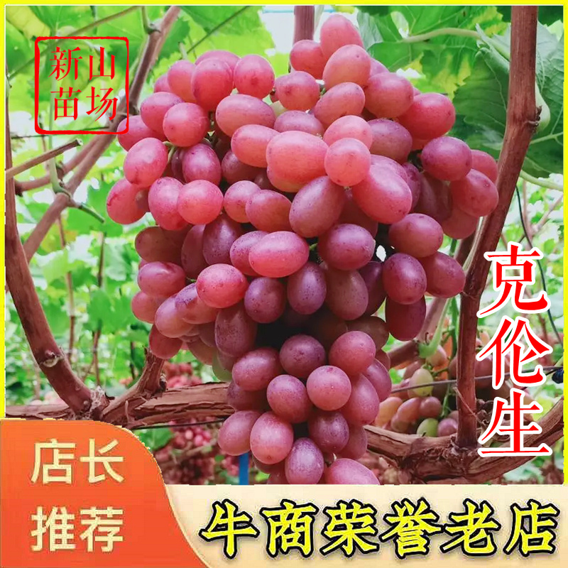 克伦生葡萄苗茉莉香克瑞森克伦森扦插嫁接葡萄树苗