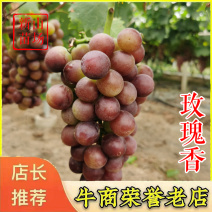 玫瑰香葡萄苗巨玫瑰丛林玫瑰户太八号扦插葡萄树苗