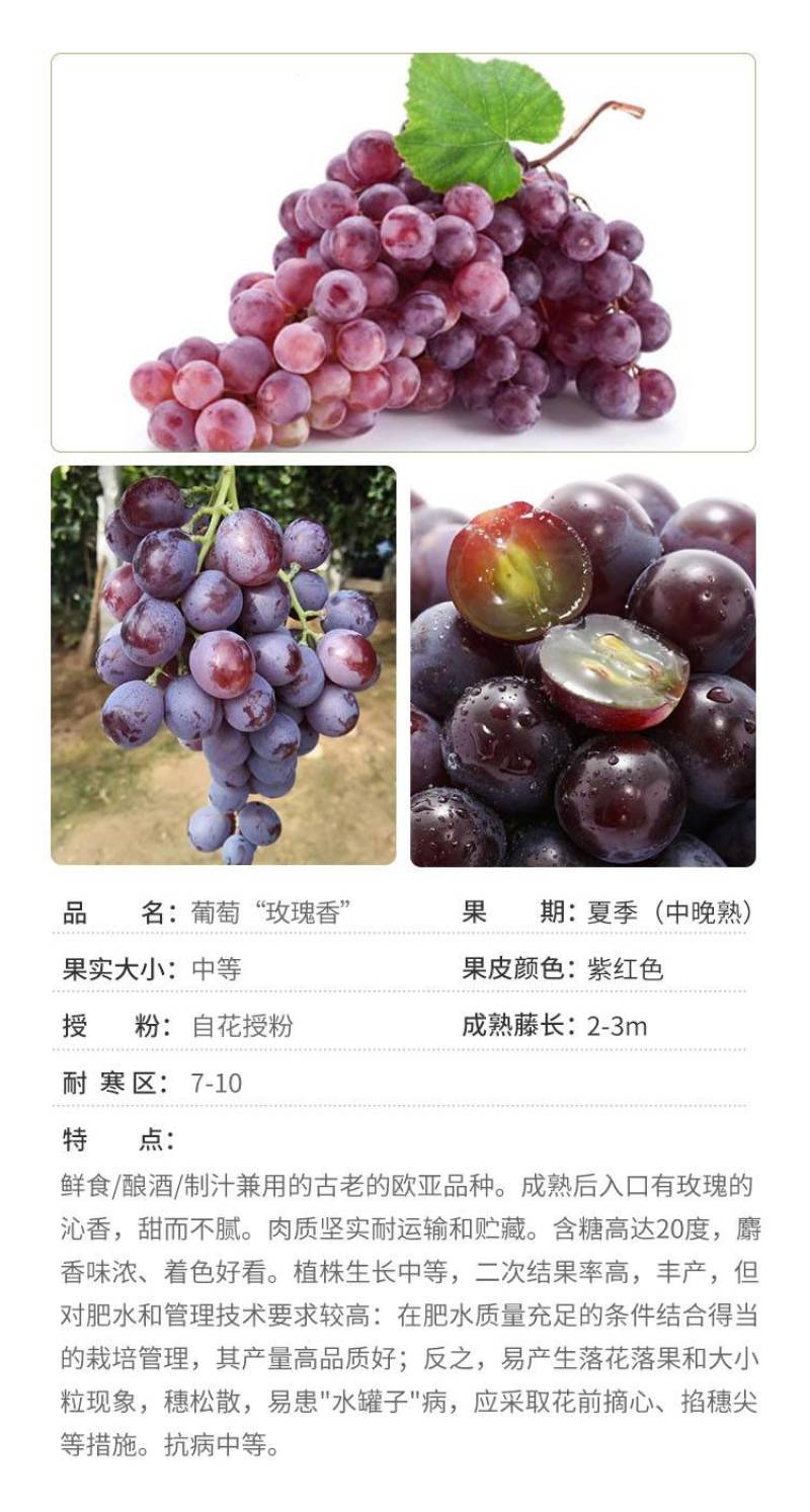 玫瑰香葡萄苗巨玫瑰丛林玫瑰户太八号扦插葡萄树苗