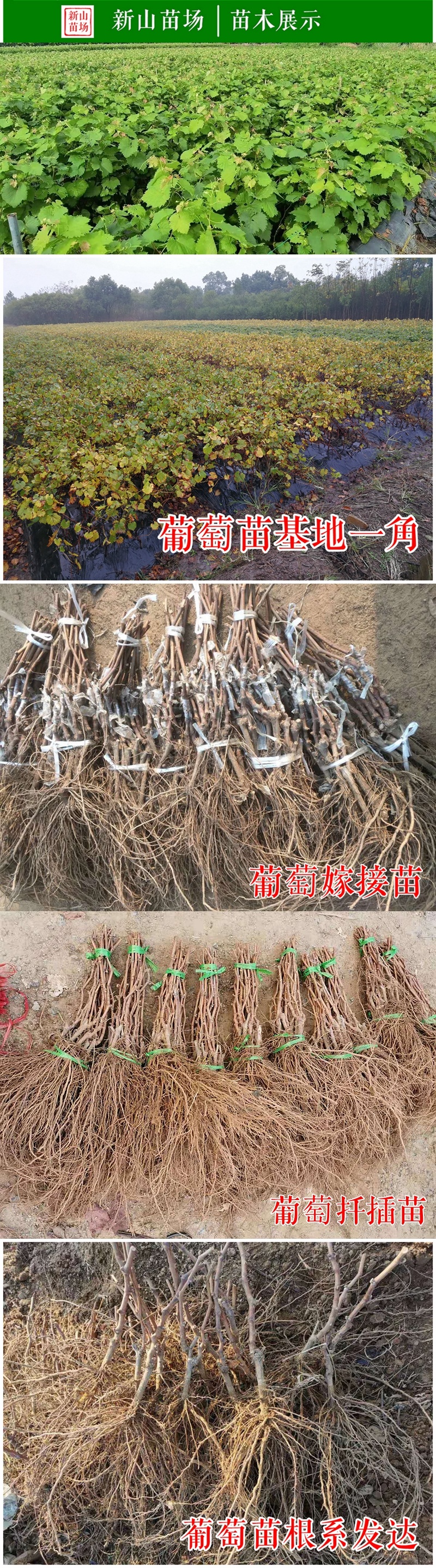 玫瑰香葡萄苗巨玫瑰丛林玫瑰户太八号扦插葡萄树苗