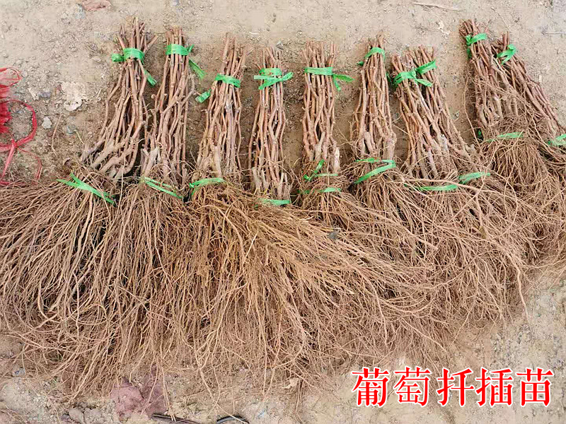 摩尔多瓦葡萄苗秋黑酿酒扦插葡萄树苗