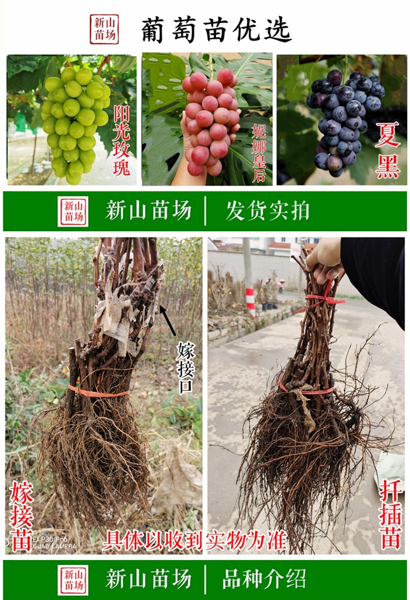 摩尔多瓦葡萄苗秋黑酿酒扦插葡萄树苗