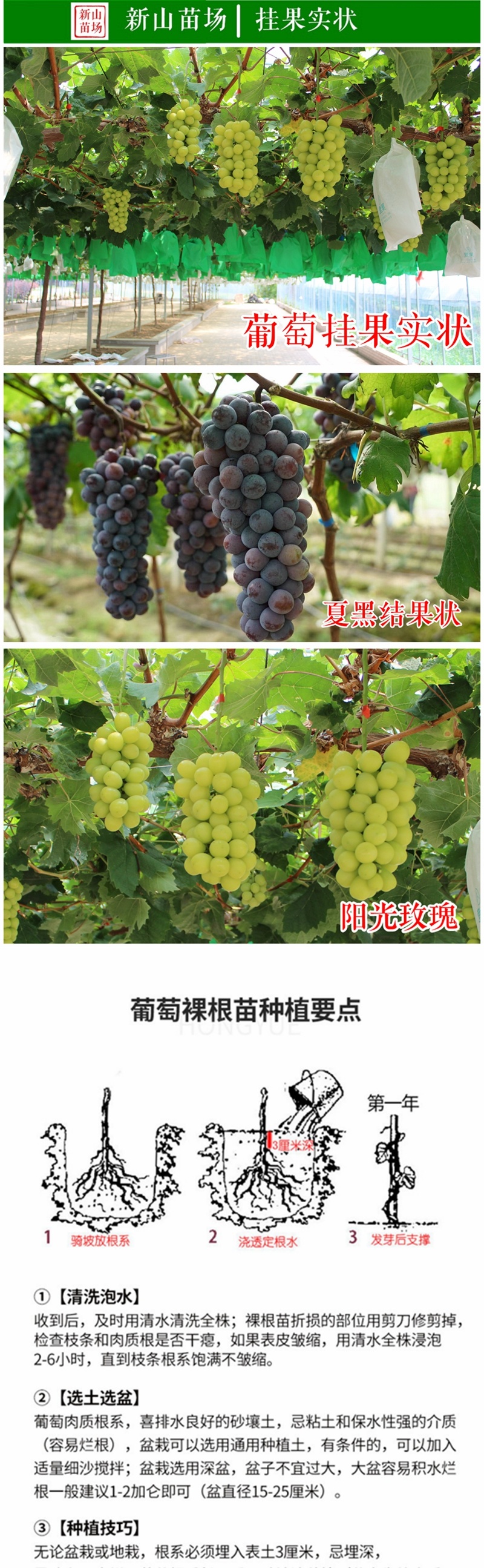 摩尔多瓦葡萄苗秋黑酿酒扦插葡萄树苗