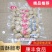 芝麻脆枣网红零食250克真空包装现炒熟芝麻